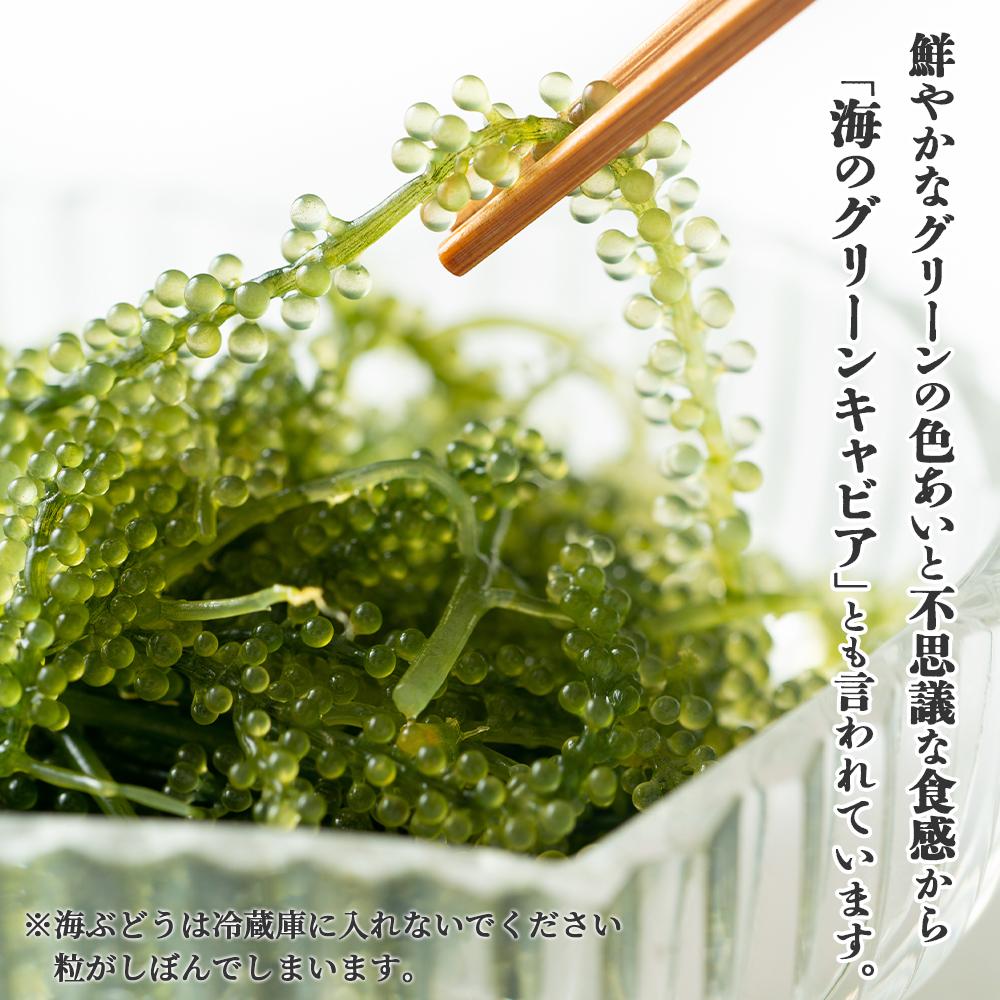 沖縄の海の恵み　海ぶどう＆アーサ　CK-09