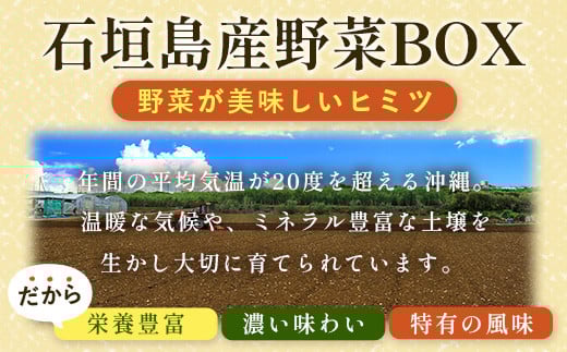 沖縄県 石垣島産 新鮮 やさい BOX 【 島の野菜 詰め合わせセット 】1箱（定番・旬のお野菜６~８種類）｜沖縄 石垣島 産地直送 旬 新鮮 島野菜 野菜セット 野菜 やさい 季節のお野菜 詰め合わせ CK-1 石垣島産 野菜 BOX 1箱