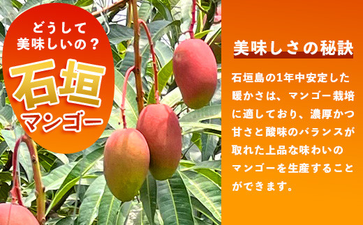 【先行予約】《2026年7月以降より順次発送》石垣島産 マンゴー  (アーウィン種) 約1kg(2～3玉) 《樹齢30年の木で育ったマンゴー》【 産地直送 沖縄 石垣島 マンゴー  アーウィン マンゴー フルーツ 】TP-1 約1kg（2～3玉）