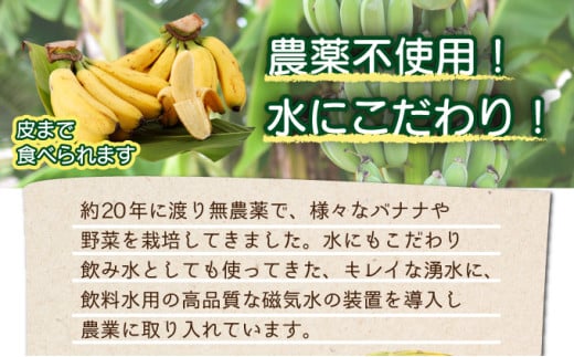 希少！こだわりの水を使い「森ような畑」で栽培する、仲原さんのバナナ【 沖縄県 石垣島 石垣島産 バナナ ばなな 農薬不使用 化学肥料不使用 】OI-16