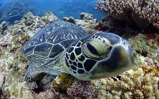 ファンダイビング利用券　石垣島のマンタ・サンゴ・ウミガメに会いに行こう！【沖縄県 石垣市 ダイビング 利用券 海 ダイバー マンタ 珊瑚 ウミガメ 旅行】YD-1-1