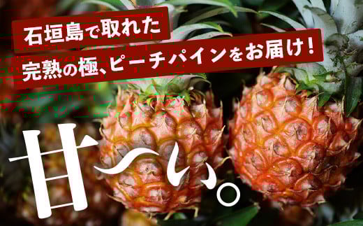 《2026年4月～6月順次発送》【先行予約】完熟の極 石垣島産パイナップル　超大満足の食べ比べセット　スナック＆ピーチ＆ジュワリー3種の食べ比べセット【 沖縄 石垣 ピーチ スナック ジュワリー パイン パイナップル 完熟 セット フルーツ デザート 食べ比べ 3種 】 TF-34
