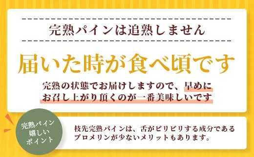 《2026年4月～7月順次発送》【先行受付】希少！濃厚！「枝先完熟・てのひらポコットパイン」【 沖縄 石垣市 石垣島 希少 完熟 パイナップル パイン ポコットパイン ポコット てのひらパイン 離島のいいもの 沖縄いいもの石垣島 】OI-3 