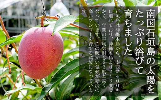 【先行受付】《2025年7月～8月中旬順次発送》訳あり 沖縄マンゴー（石垣島産）4kg ときわマンゴー農園【ふるさと納税 石垣島 沖縄県石垣市 石垣市 南国 フルーツ マンゴー 果物 訳あり】TK-4-1