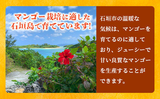 《2026年6月下旬～7月発送》【先行予約】最高糖度20度！？ 完熟！3Lサイズ 石垣島マンゴー 3玉入り【 沖縄 石垣島 石垣 八重山 マンゴー 完熟 期間限定 数量限定 沖縄県 石垣島産 】TF-28_R8