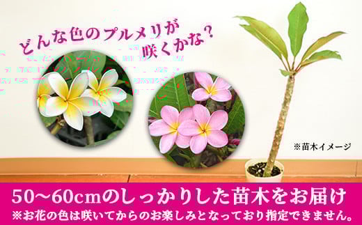 石垣島産 プルメリア苗木1本(50～60cm) ＜2026年5月以降発送＞ | 石垣島 南国 植物 花 苗木 観葉植物 NE-5