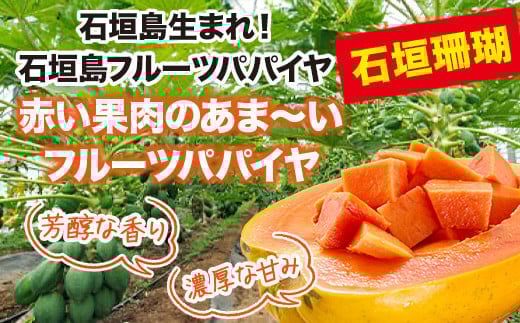 フルーツパパイヤ４kg 【 パパイヤ フルーツパパイヤ 果物 くだもの フルーツ 果実 国産  沖縄県 沖縄 石垣 石垣島 石垣市 】ZH-14