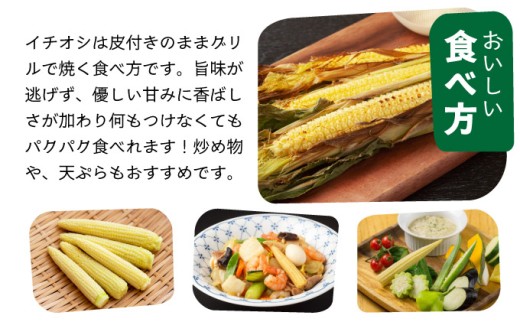 【先行予約2026年1月-5月配送】1番遅くて1番早い⁉ プレミアムヤングコーンとスイートコーンのよくばり定期便！！朝採れを皮付きのままお届け！！