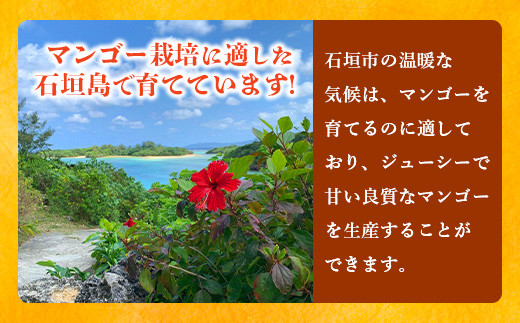 《2026年6月下旬～7月下旬発送》【先行予約】最高糖度20度！？ 完熟！3Lサイズ 石垣島マンゴー 約400g【 沖縄 石垣島 石垣 八重山 マンゴー 完熟マンゴー 期間限定 数量限定 沖縄県 石垣島産 】TF-10-1_R8