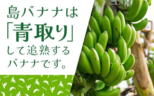 ＜先行予約＞ 石垣島の島バナナ 1～3房 (約1.2～1.5kg前後入り) ＜2026年7月より順次発送＞ 爽やか酸味のスッキリ系バナナ 少し冷やしてもイイんです！ SI-33