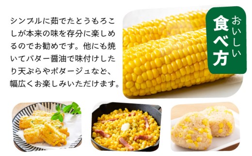 【先行予約2025年12月-2026年4月】 1番遅くて1番早い⁉ 朝採れプレミアムスイートコーンを皮付きのまま15本お届け！！