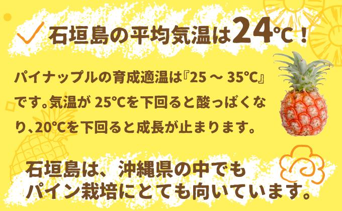 ＜先行受付＞ 石垣パイン ピーチ種 3個セット ＜2026年5月初旬～6月初旬発送予定＞ | パイナップル パインアップル 石垣島パイン フルーツ 果物 くだもの 南国フルーツ 国産パイン 3個セット