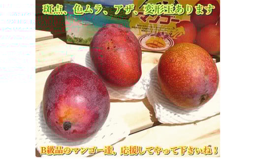 ＜先行予約＞ 石垣島産 《訳あり・ご自宅用マンゴー》 約2kg エコ箱入り (3～6個入り) ＜2026年7月中旬以降発送＞ | マンゴー 沖縄 石垣 規格外 SI-030