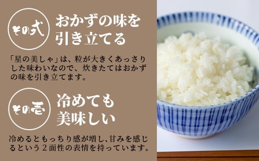 石垣島産 星の美しゃ（ほしのかいしゃ）20kg（5kg×4袋）【 日本一早い新米の産地 ふるさと納税 沖縄県 石垣市 石垣島 米 星 星の美しゃ】MK-5
