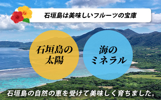 文旦（２～４個）農薬を使わず、森のような畑で栽培する特別な果物 ＜2025年11月～2026年3月順次発送＞【 沖縄 石垣島 石垣島産 フルーツ 果物 農薬不使用 離島のいいもの 沖縄いいもの石垣島 】OI-19