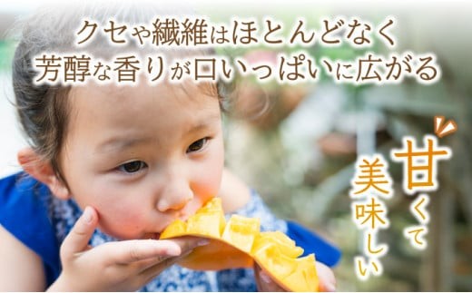 ＜先行予約＞【訳あり】マンゴー サイズ不揃い 2～3玉 (約1kg) ＜2026年7月上旬から発送＞ 訳あり品 マンゴー KP-26 2～3玉(1kg)　