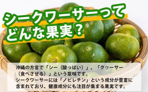 【先行予約】≪2026年8月以降順次発送≫こだわりの青切りシークワーサー 2kg 約60～80個 【 産地直送 沖縄 石垣島 石垣 八重山 シークワーサー 柑橘 フルーツ くだもの 果物 】TF-008 2.0kg