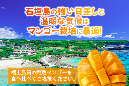 【先行予約】産地直送！石垣島産 マンゴー 食べ比べセット4～4.5kg (３～４種) (2024年6月中旬～8月下旬発送) IF-8