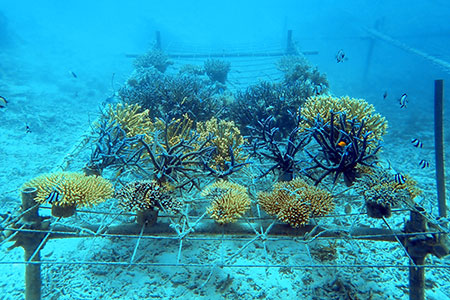 さんごの楽園プロジェクト(さんごの苗植え付け50本) SY-3-1