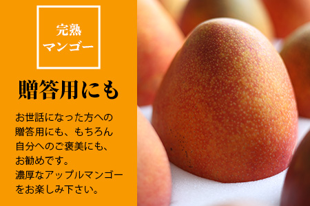 石垣島産完熟マンゴー（約 1～1.2 kg：２～４個） KP-11 【 産地直送 旬 フルーツ 新鮮 完熟 マンゴー 石垣 沖縄 】