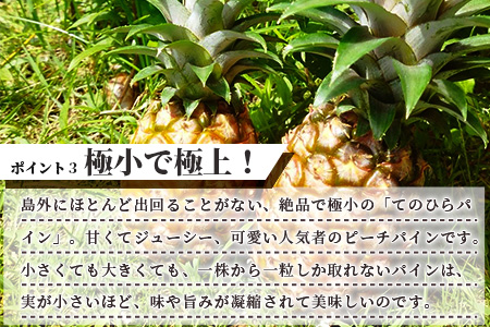 《2026年4月～7月順次発送》枝先完熟 てのひらピーチパイン 1kg (SSサイズ2個) 希少！濃厚！【 沖縄 石垣市 石垣島 希少 完熟 パイナップル パイン ピーチパイン パイン てのひらパイン 産地直送 離島のいいもの 沖縄いいもの石垣島 】OI-2