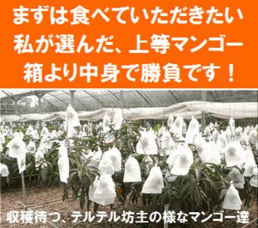 【先行予約】石垣島産 完熟マンゴー 約2kg エコ箱入り（3～6個入り）2025年6月末〜7月下旬発送 SI-32
