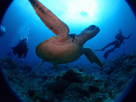 ファンダイビング利用券　石垣島のマンタ・サンゴ・ウミガメに会いに行こう YD-1-1