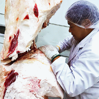 厳選石垣牛切り落とし500g　I-13