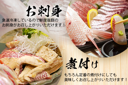 【予約受付】高級ブランド魚 尖閣赤マチ 1尾 約1kg 下処理済【沖縄三大高級魚】 GK-3