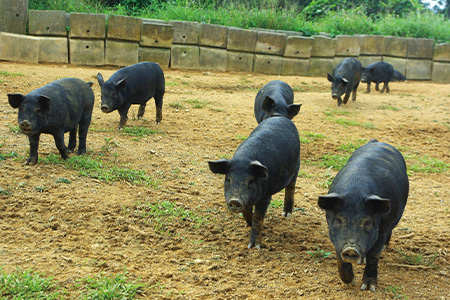 U-12-1 石垣島アグー豚焼肉