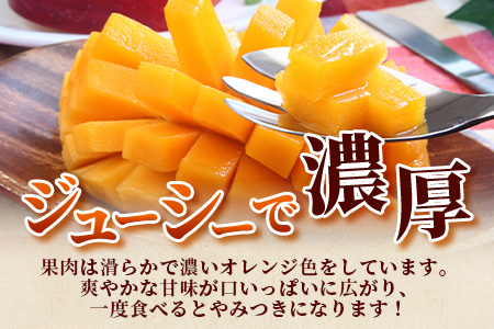 【予約受付】 石垣島産マンゴー 贈答用 (アーウィン種) 2~3玉 合計約1kg《2025年6月中旬より順次発送》AE-5-1
