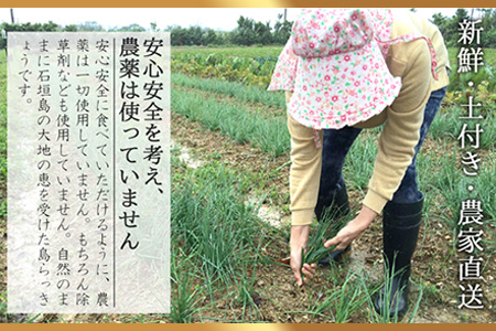 【先行受付】島らっきょう 生 土付き １kg《2026年2月上旬～3月下旬発送予定》沖縄 石垣島 農家直送【野菜 らっきょう 島らっきょう おつまみ 採れたて 漬物 天ぷら】TK-7