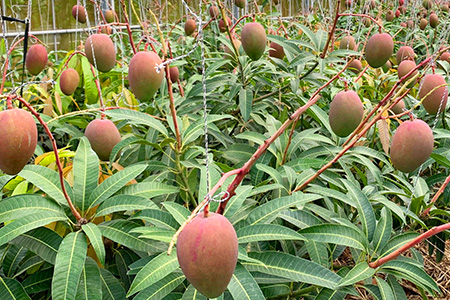 【限定1名様】「マンゴーの樹」収穫オーナー 権利(1年間)【マンゴー 120玉(目標値)「100玉最低保証」】KB-25