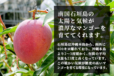 【先行受付】《2025年7月～8月中旬順次発送》訳あり 沖縄マンゴー（石垣島産）1kg ときわマンゴー農園 TK-8