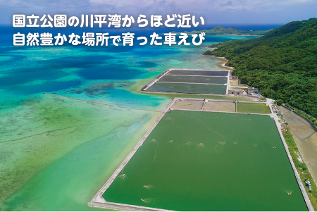 石垣島産車えびカレー（小辛）【冷凍 12食】石垣島のカレー専門店が作るご当地カレー　SK-1 石垣島産車えびカレー(小辛)12食