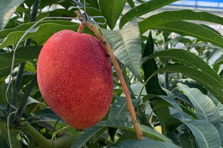 石垣の恵 眠れるマンゴー(450g～500g)2玉 専用箱入 KB-31