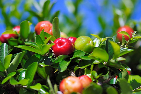 ZH-20 沖縄 石垣島産 《ご家庭用》アセロラ3㎏（冷凍）