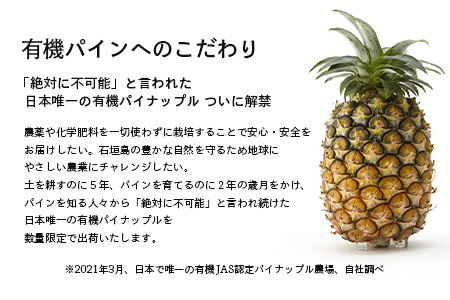 【予約受付】石垣島産　有機パイナップル・ボゴール種 3玉（約2.8kg前後）〈常温〉《６月上旬～順次発送予定》｜パイナップル パインアップル 石垣島パイン フルーツ 果物 くだもの 南国フルーツ 国産パイン　E-41