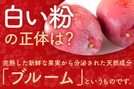 【予約受付】石垣島産　完熟マンゴー１ｋｇ（アーウィン種） 《2025年6月中旬から7月下旬順次発送》｜ ふるさと納税 マンゴー フルーツ 沖縄県 石垣市 FF-1