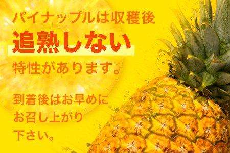 【先行予約】ポコットパイン1ｋｇ（1～2玉）お勧め♪川平パイン《2026年5月～10月頃順次発送》KN-3