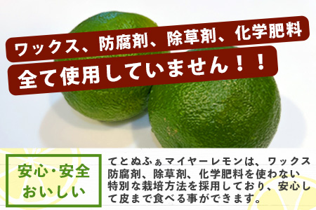 【先行予約】≪2026年8月以降順次発送≫ こだわりの青切りマイヤーレモン 約1kg（6～9個）【 沖縄 石垣 数量限定 フルーツ レモン マイヤー メイヤー 】TF-026 約1kg (6～9個)