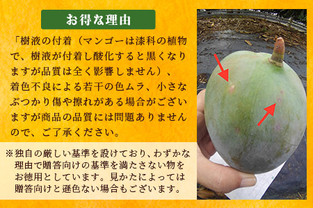《2025年7月下旬～8月下旬発送》【先行予約】最高糖度23度！？ 完熟！7Lサイズ 幻のキーツマンゴー【 沖縄 石垣島 石垣 八重山 マンゴーキーツマンゴー 期間限定 数量限定 沖縄県 石垣島産 完熟 】TF-3-1