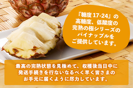 《2026年5月～7月順次発送》【先行予約】最高糖度20度以上！？ 完熟の極 石垣島産ピーチパインとジュワリーパインの食べ比べセット【 沖縄 石垣 ジュワリー ピーチ パイン パイナップル 完熟 セット フルーツ デザート 食べ比べ 】 TF-32_R8