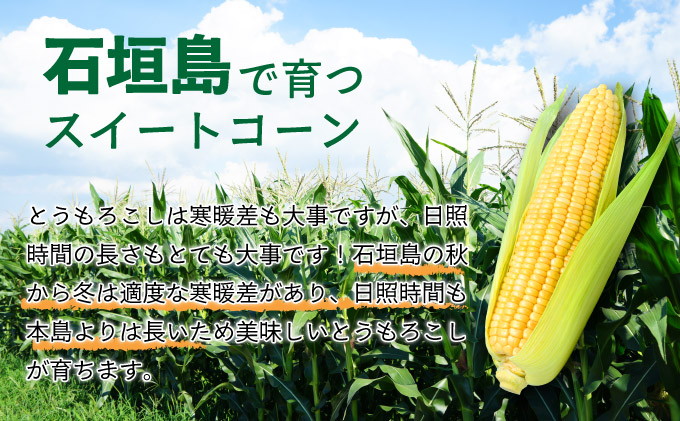 【先行予約2025年12月-2026年4月】 1番遅くて1番早い_ 朝採れプレミアムスイートコーンを皮付きのまま15本お届け！！