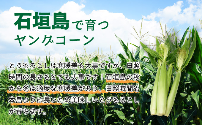 【先行予約2025年12月-2026年4月】 1番遅くて1番早い_ 朝採れプレミアムヤングコーンを皮付きのまま20本お届け！！