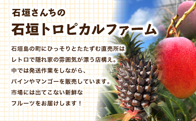 ≪5月上旬順次発送≫ 訳あり石垣島産パイナップル ゴールドバレル 大 3玉（約4.5kg） TP-20
