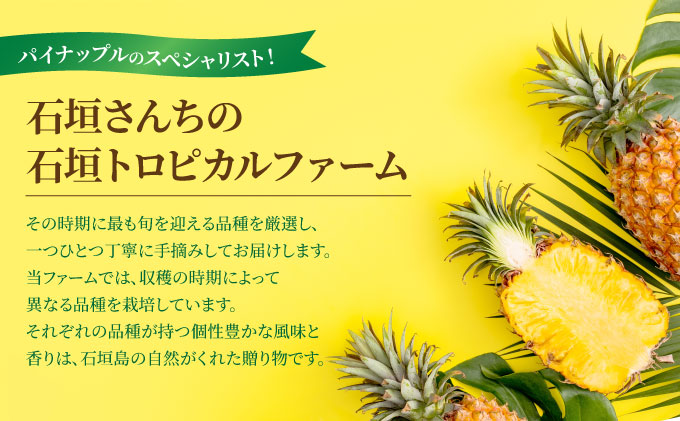訳あり 石垣さんちのおすすめパイン詰め合わせ　8～10玉 (約5kg)8～10玉 (約5kg)《2026年4月中旬から順次発送》 TP-21
