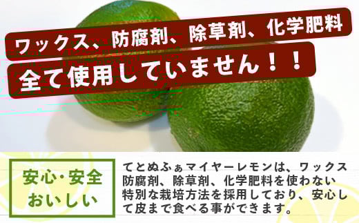 【先行予約】≪2026年8月以降順次発送≫ こだわりの青切りマイヤーレモン 約2kg (12～18個) 【 沖縄 石垣 数量限定 フルーツ レモン マイヤー メイヤー こだわり 】TF-027 約2kg（12~18個）