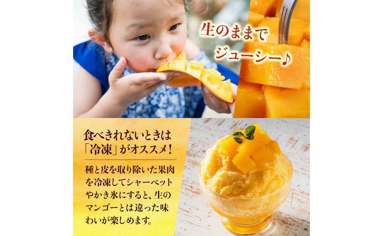 【2026年発送 先行予約】石垣島のマンゴー 約1kg 【沖縄県 石垣市 産地直送 旬 石垣島産 マンゴー 完熟マンゴー アーウィン種マンゴー】申し込みは今のうちに！フルーツ先行予約 HI-1