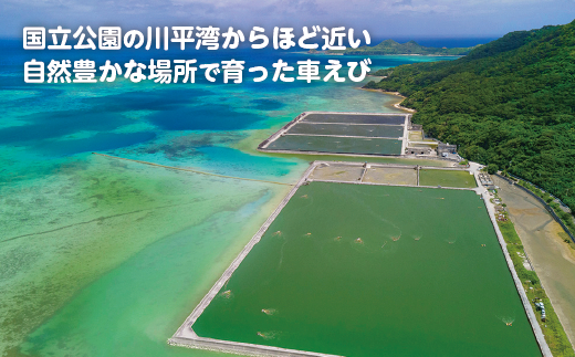 石垣島産車えびカレー（中辛）【冷凍 3食】石垣島のカレー専門店が作るご当地カレー　SK-9 中辛【冷凍 3食】